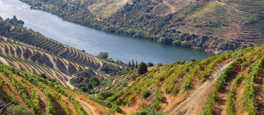 the best Wineries to Visit in Porto